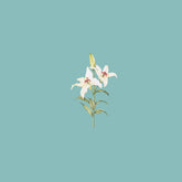Bianco profumo di gigli