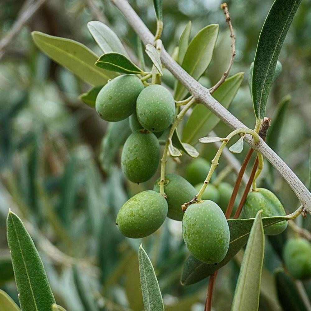 Sapone d'Aleppo - Tadé