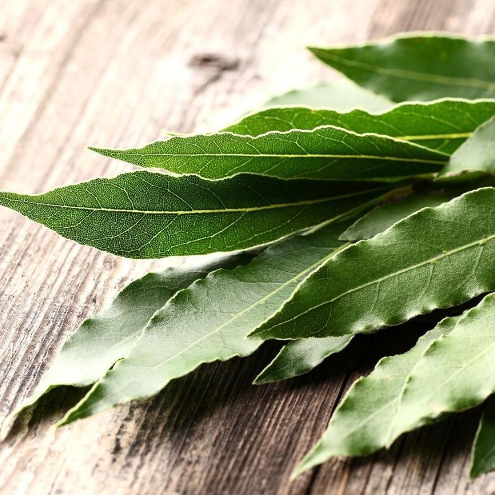 Sapone d'Aleppo - Tadé