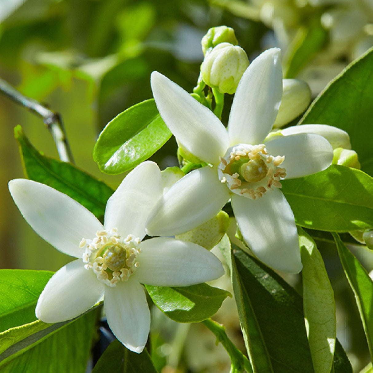 Sapone Liquido d'Aleppo ai Fiori di Arancio - Tadé Sapone Tadé