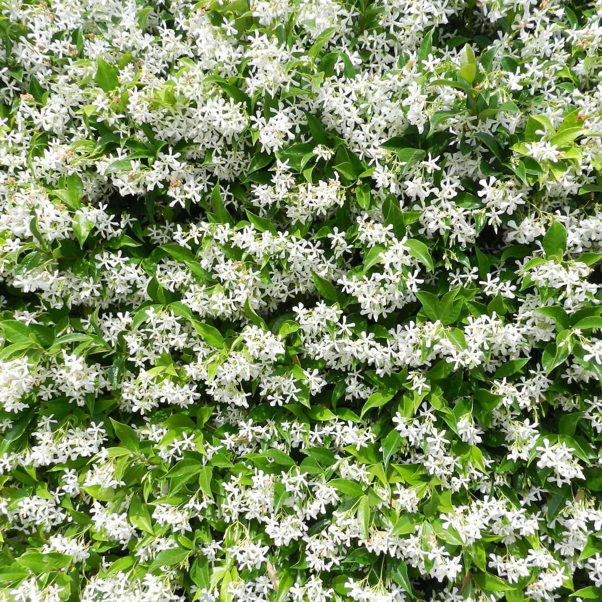 Sapone Liquido d'Aleppo ai Fiori di Gelsomino - Tadé