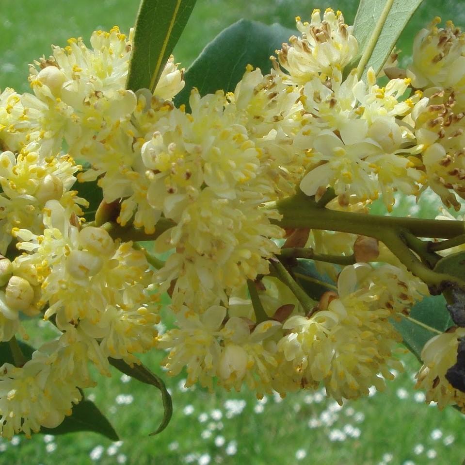 Crema Mani d'Aleppo ai Fiori di Alloro - Tadé