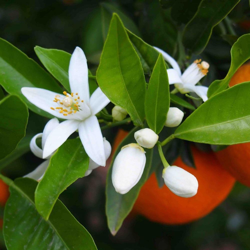 Acqua di Bellezza d'Aleppo ai Fiori di Arancio - Tadé