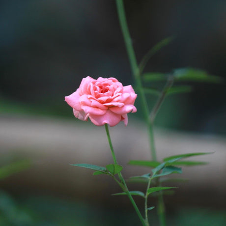 Sapone d'Aleppo ai Fiori di Rosa- Tadé