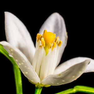 Cofanetto Regalo ai fiori d'arancio - Tadè Cofanetto Regalo Tadé 