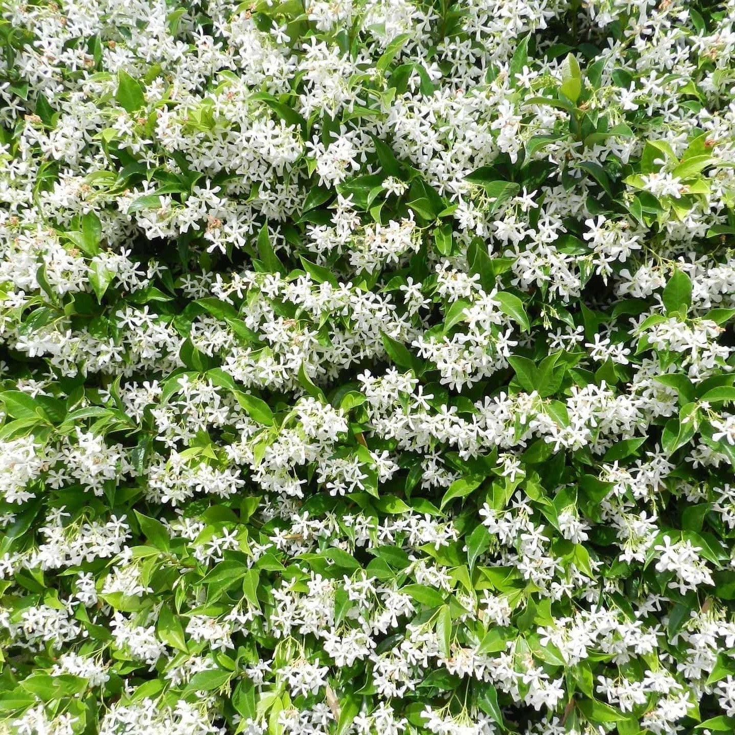 Sapone Liquido d'Aleppo ai Fiori di Gelsomino - Tadé